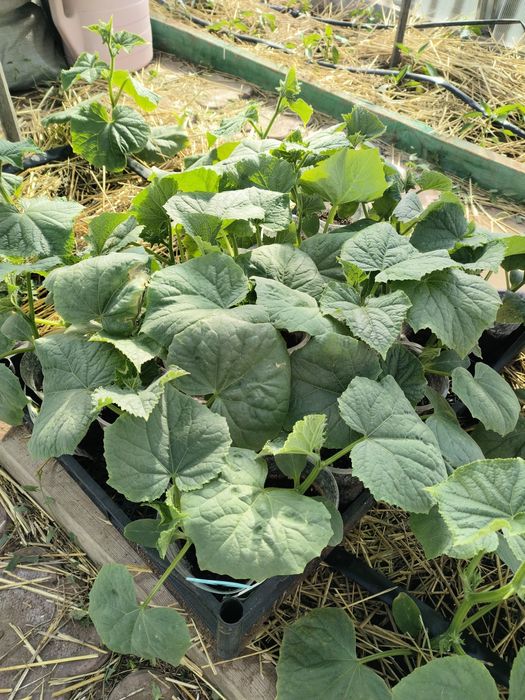 Рассада Помидор , перца,капуста огурец