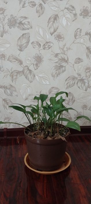 Комнатные цветы - Ледебурия Дримиопсис