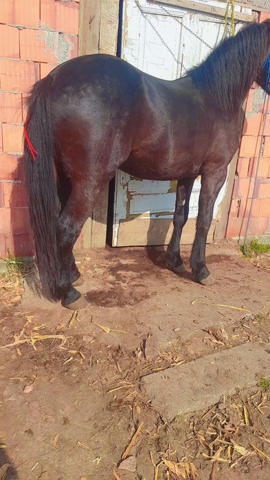 Vand sau schimb manz