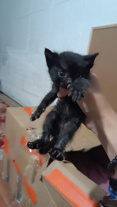Отдаю котят бесплатно