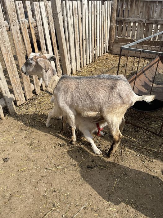 Альпи пародалы сауынды ешкі