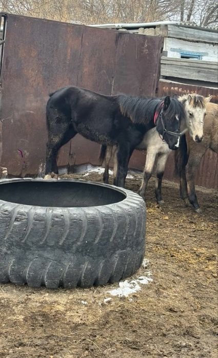 тай ургашы сатылады