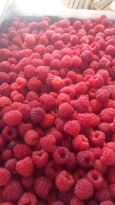 Продам саженцы малины