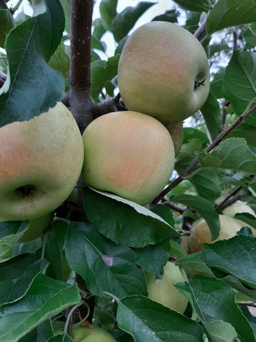 Teren str Casa Apelor