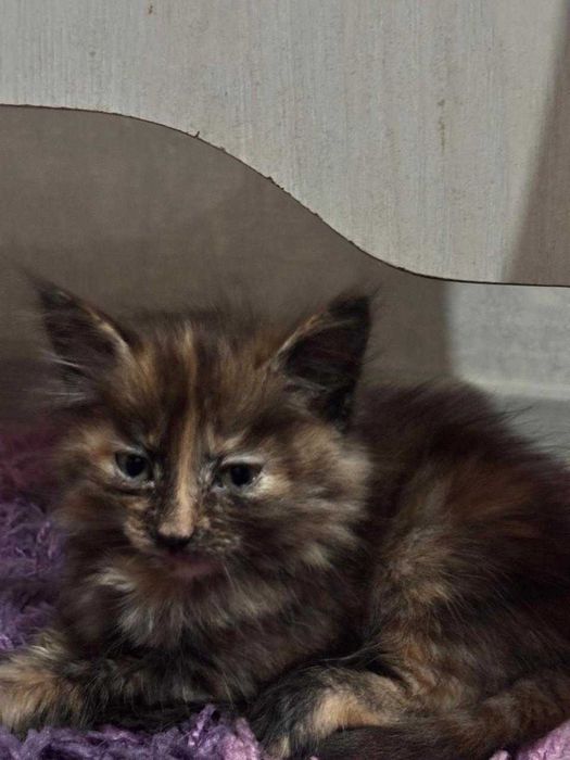 обменяю котенка за плитку шоколада