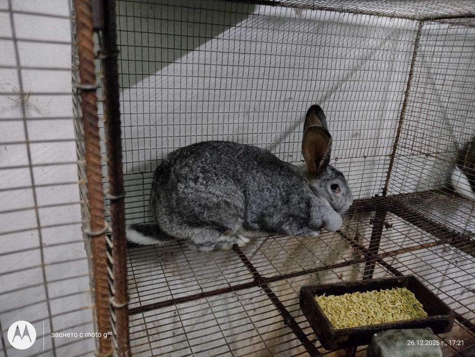 Зайци за разплод калифорнийски, бял великан и др.