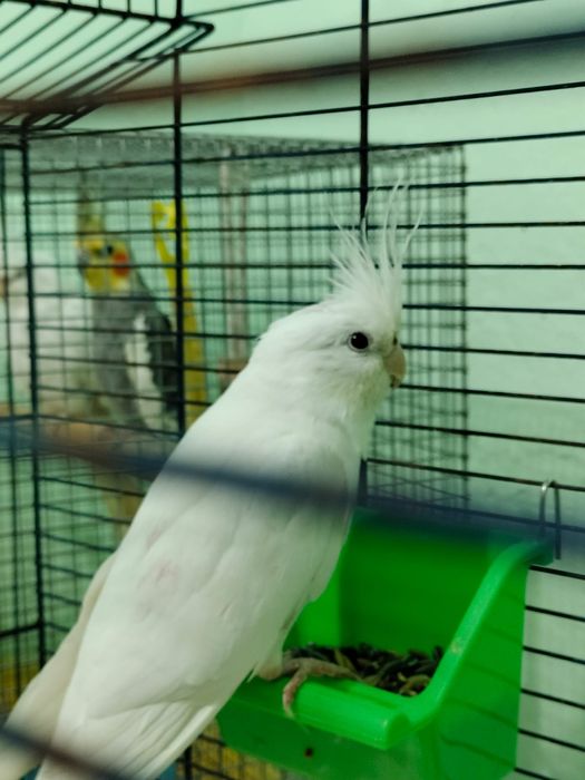 Nimfe ,2 albe si 1 gri