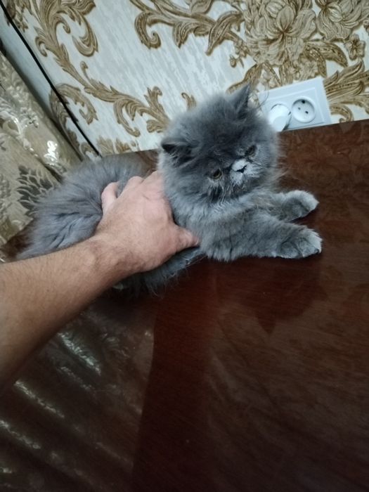 Персидские Котята