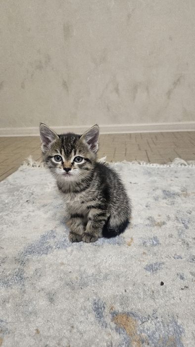 Отдам даром котят