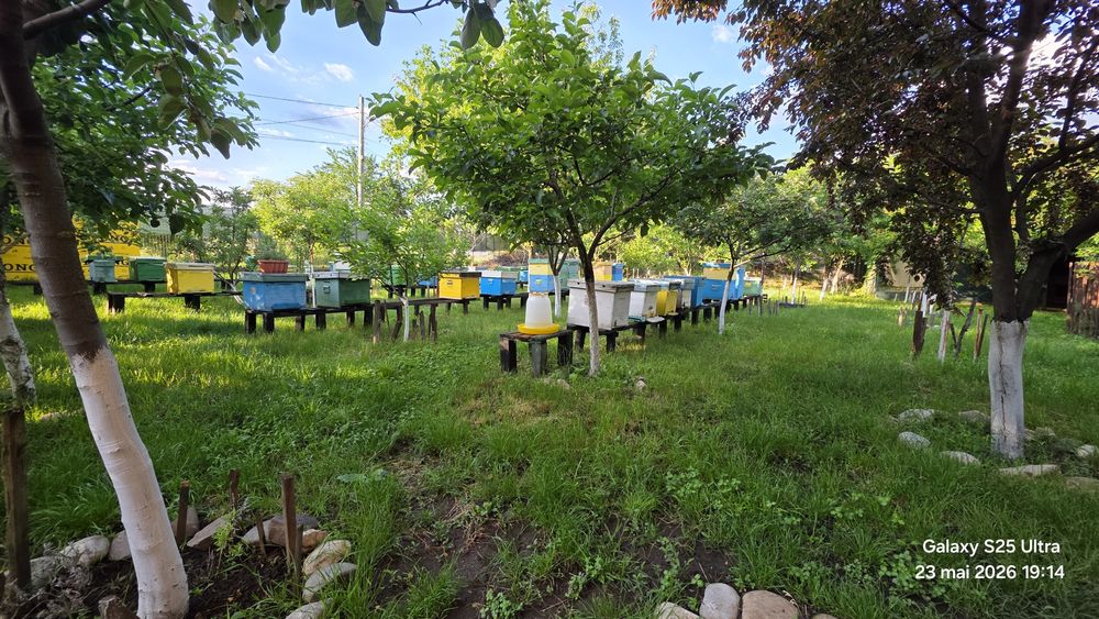 Roiuri albine,StupinaMihalache