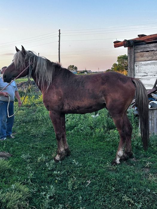 Айғыр, жеребец 5 жасар