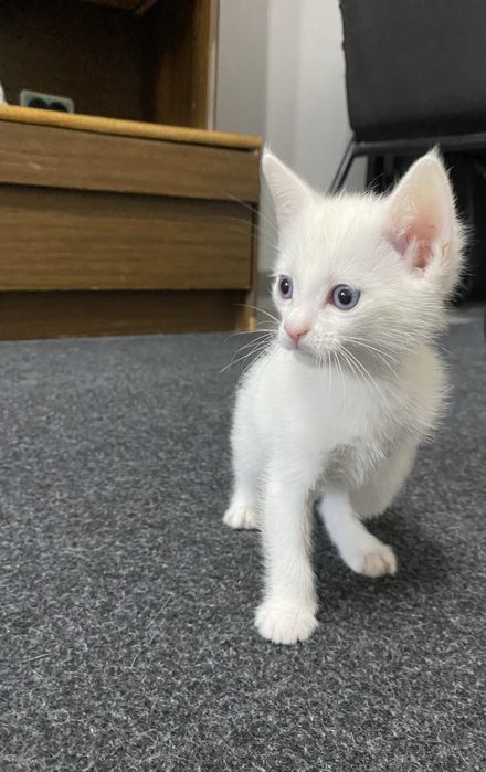 Mushukchalar sotiladi 4 ta