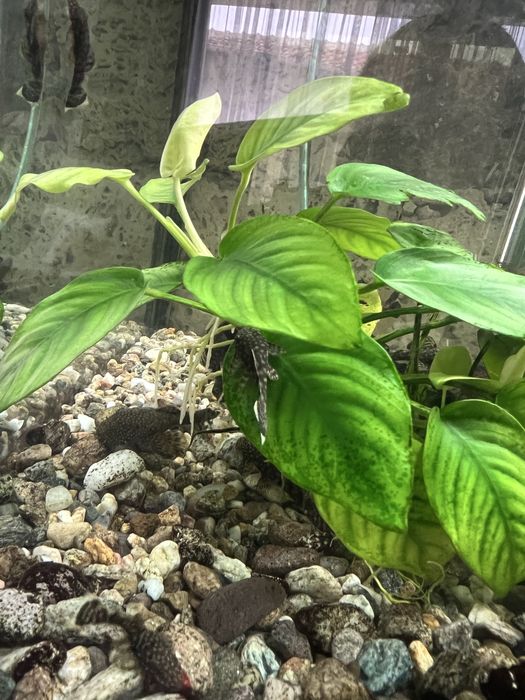 Анцитрус аквариумни рибки