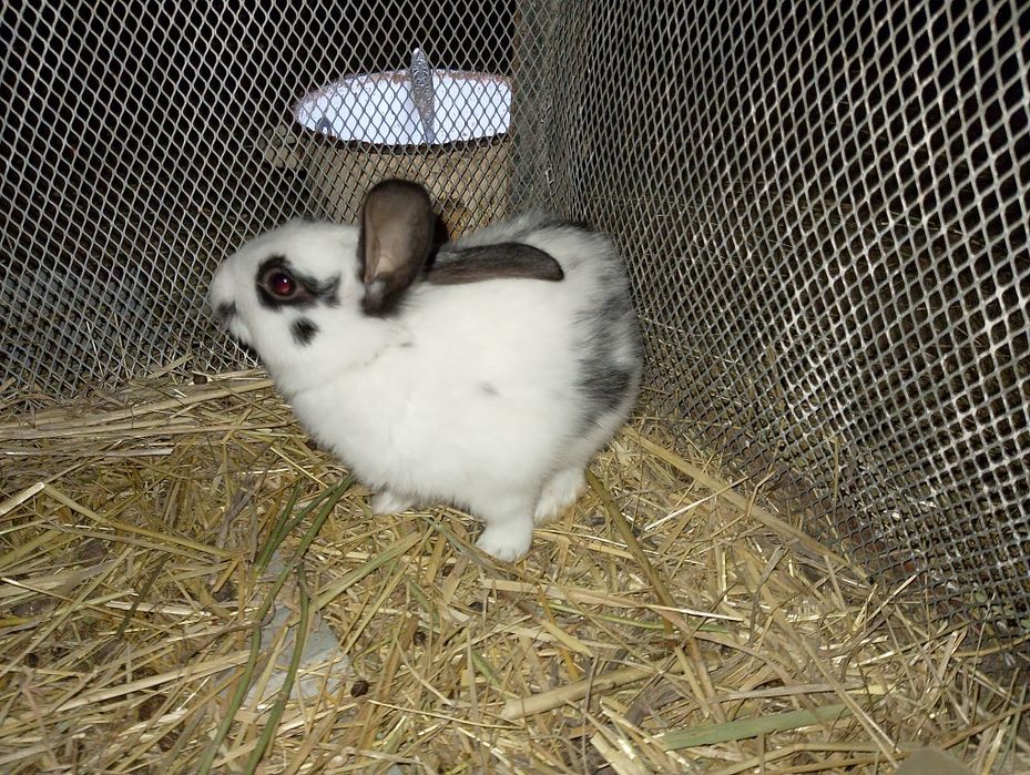 Babichka zotli quyonlar bolasi sotiladi. Dona