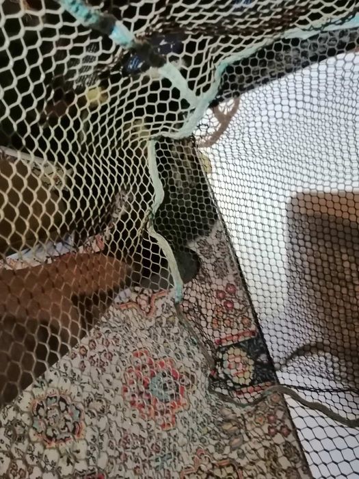 Кеп глава, гумирана, шаранджийска