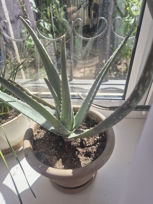 Комнатное растение