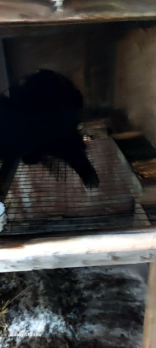 Срочна продам кроликав