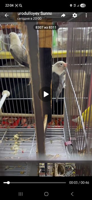 Неразлучка полапонлари