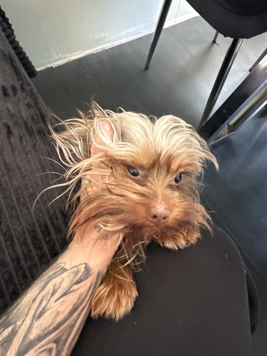 Йорки  на 11 месеца  обезпаразитен