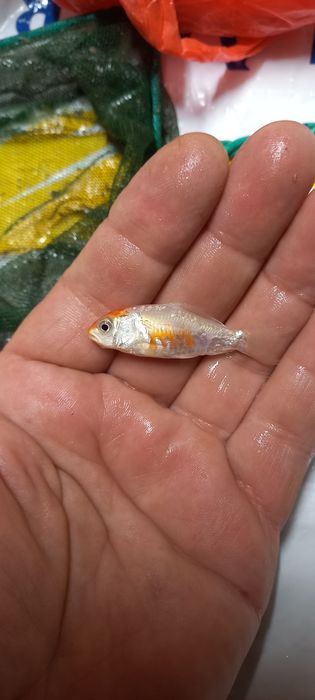 Продавам малки рибки Кои.