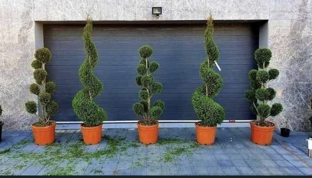 Plante ornamentale la cele mai bune prețuri
