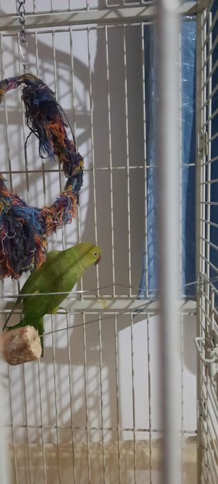 Продам срочно попугая