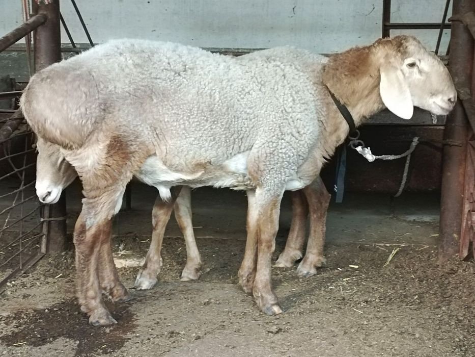 Zotga Qoʻchqorla sotiladi kg 90 ming sumdan