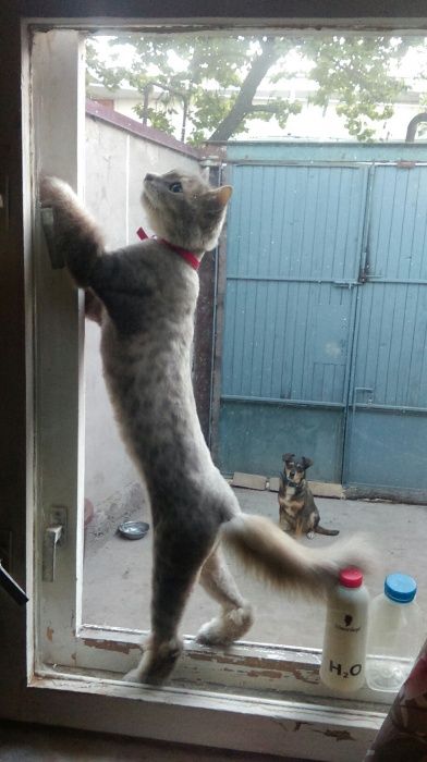 Кошки, срижка , купание и т.д.