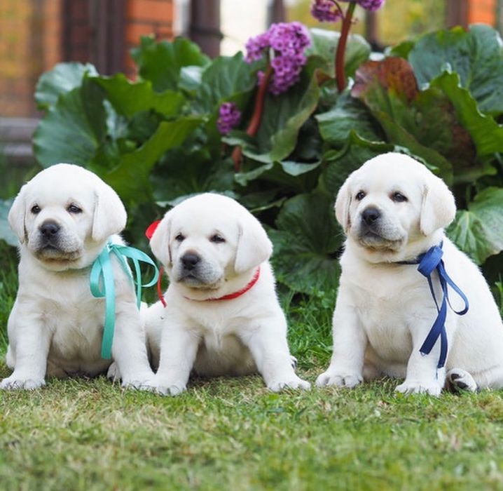 Щенки Лабрадор—Ретривер