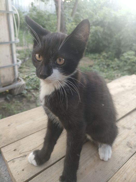 Котята, доставка до дверей