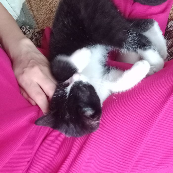 Мушукча хадияга берилади