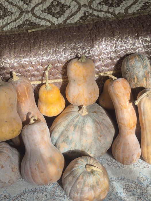 Продаю Тыкву мантная