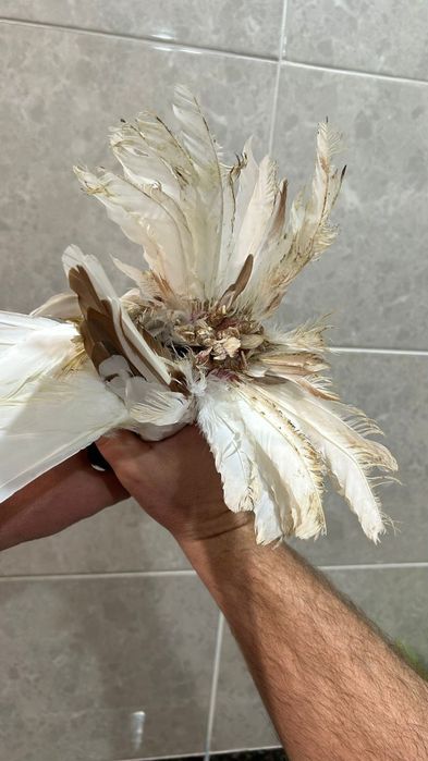 Продам капкана самца