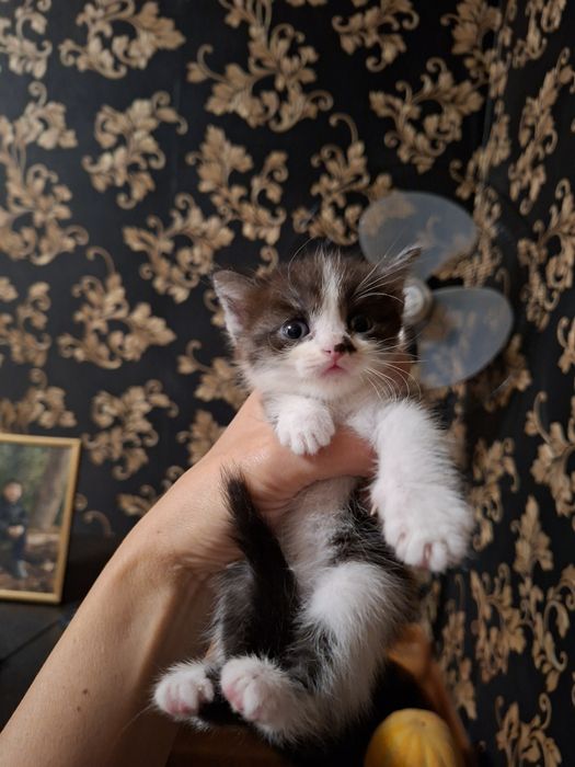 Отдадим даром котят