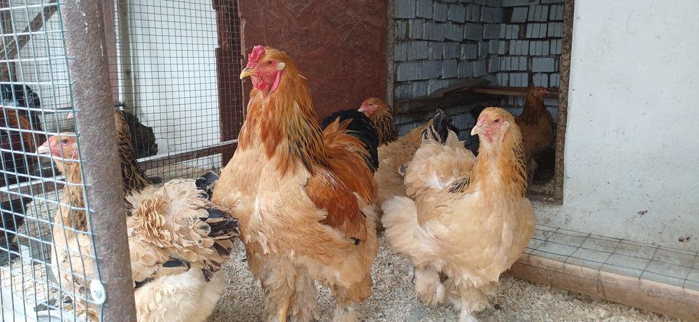 Oua Brahma Columbia Galben Negru