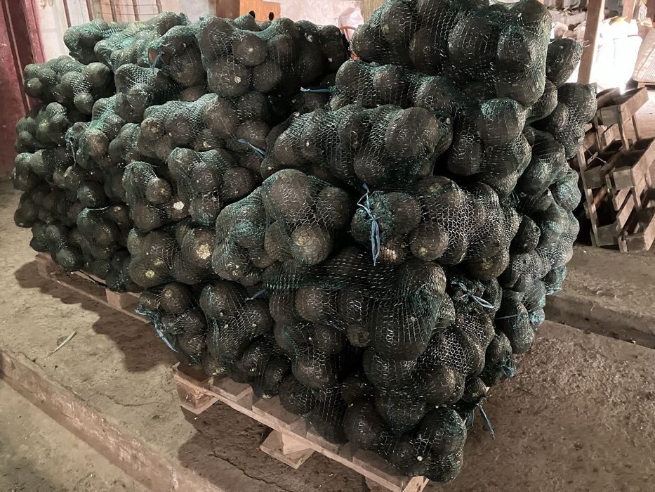 Sfecla Rosie si Ridichi Negre