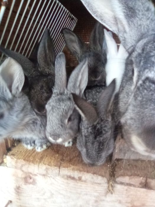 Vind iepurita sí pui sí tineret