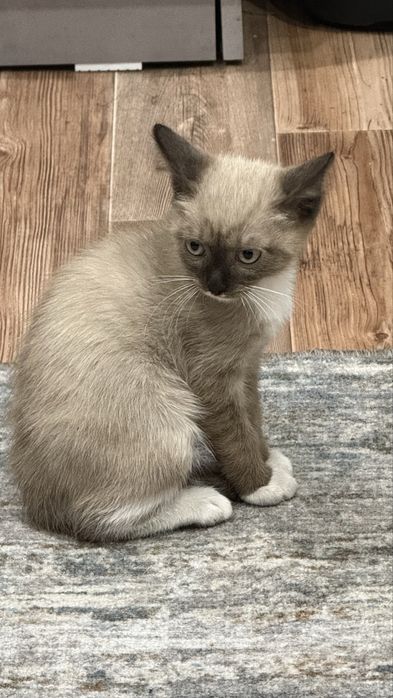 Котенок мальчик 2,5 мес сиам Пришахтинск