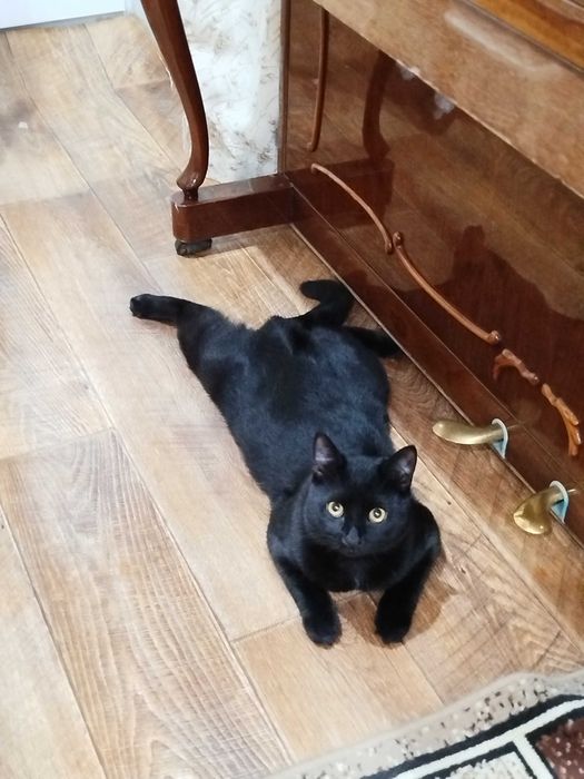 Отдам черного кота