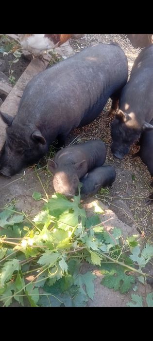 Виетнамски прасета и прасенца з