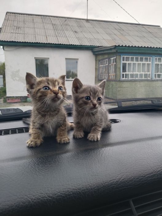 Дарю Котят! В добрые руки.