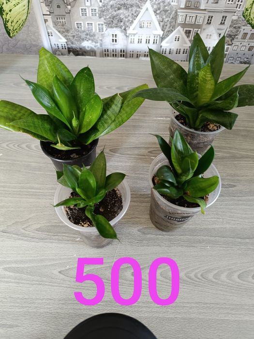 Недорого цветы продам