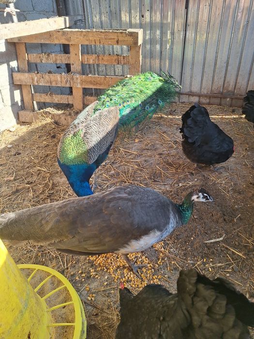 Vând păuni maturi ai tineret