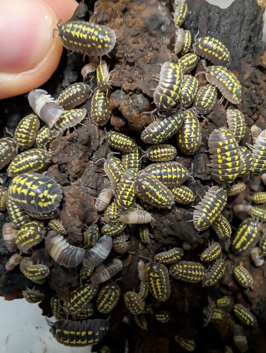 Izopozi / Izopode pentru Terrariu