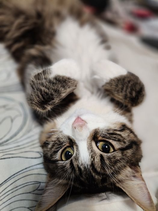 Отдам кошку девочка