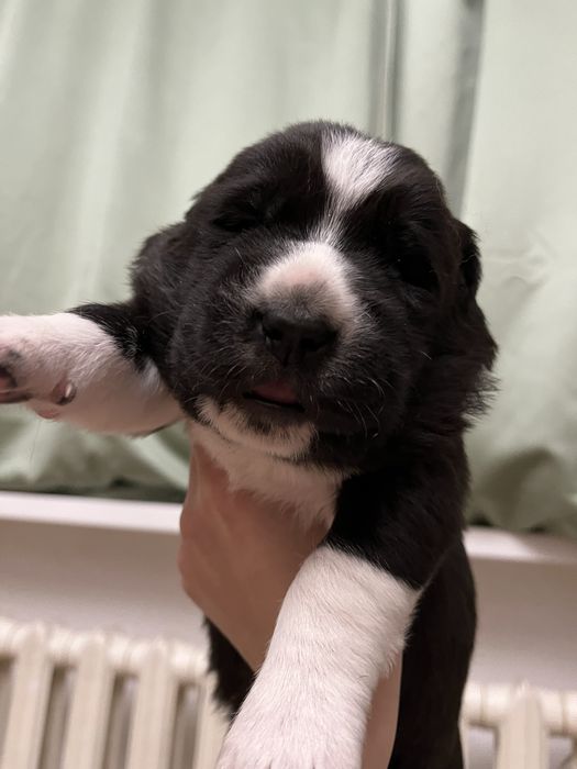 Бронь на щенков САО