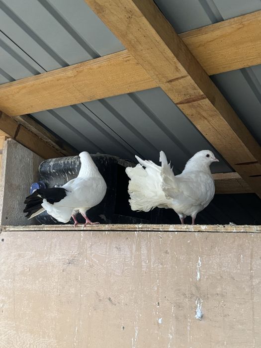 Vand porumbei rotati