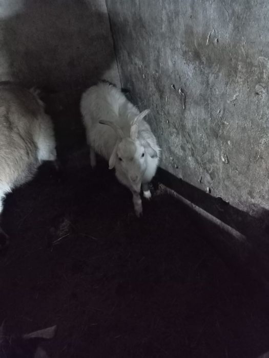 Коз / Ешкілер сатылады