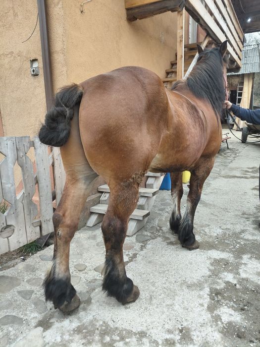 Cal castrat de vanzare inhamat tot