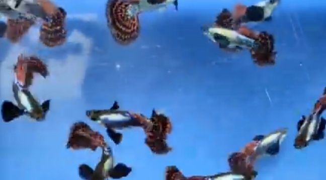 Продаю рыбок гуппи дамбо